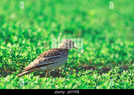 Stein-Brachvogel Burhinus Oedicnemus in der Nähe von einem Nistplatz Norfolk England UK Stockfoto