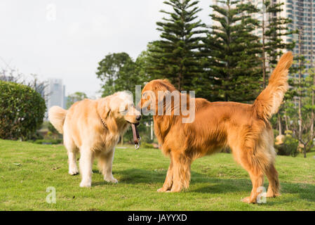 Zwei golden Retriever spielen auf dem Rasen Stockfoto