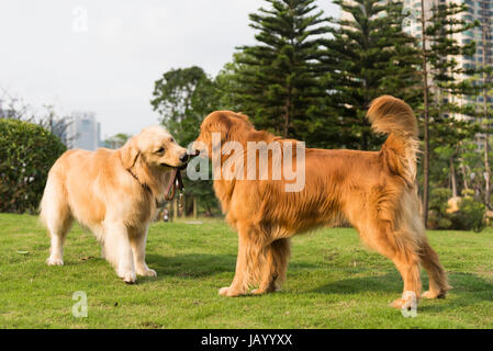 Zwei golden Retriever spielen auf dem Rasen Stockfoto