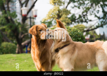 Zwei golden Retriever spielen auf dem Rasen Stockfoto