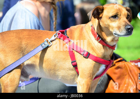 Braune Haare Hund an der Leine im park Stockfoto