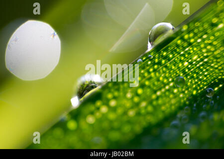 Realistische natürliche Morgen Wassertropfen Tau auf Rasen Blatt im goldenen Stunde Licht. Extreme Makro horizontale Ernte Stockfoto