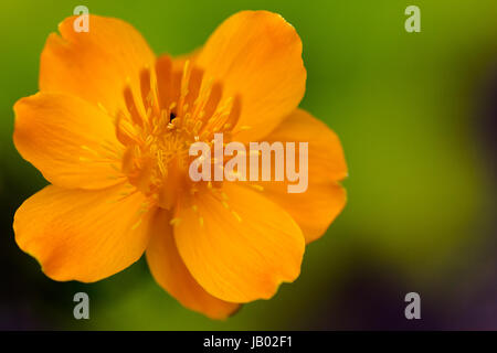 Golden Queen (Trollblume Chinensis) lebendige orange Flower Head Blick von oben auf grünem Hintergrund. Horizontale Makro erschossen mit flachen Tiefe Tiefe Stockfoto
