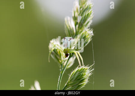 Flower-Spinne frisst Goldrute Krabbe (Misumena Vatia) Fliege an Sigle Rasen Blatt. Extreme Makro horizontale Ernte mit flachen Tiefe Tiefe Stockfoto