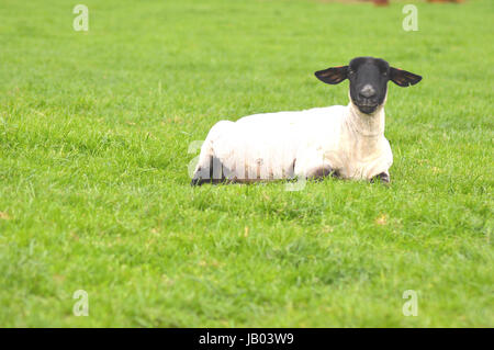 Suffolk schwarzer konfrontiert Schafe entspannen in einem Feld Stockfoto