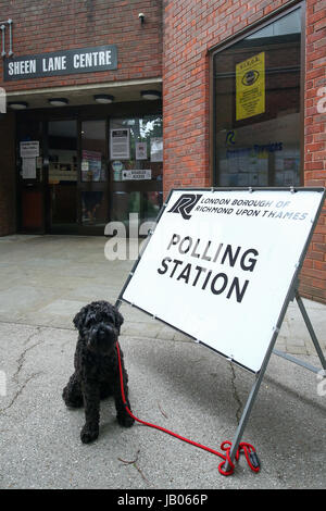 London, UK. 8. Juni 2016. Hund im Wahllokal, Richmond Park und Nord Kingston. Bildnachweis: Expo Foto/Alamy Live-Nachrichten Stockfoto