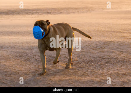 Dog spielt am Strand, Southport, Merseyside, Großbritannien. Wetter in Großbritannien. Hoher Wind und Wind wehten Sand bei Sonnenuntergang am Ainsdale Beach. Die Dünen der Sefton-Küste wurden über Hunderte von Jahren gebildet, wobei Sand bei Ebbe von den breiten, sandigen Stränden ins Landesinnere geblasen und dann von spezialisierten Küstenpflanzen gefangen wurde. Trocknende Südwinde über 25 mph sind erforderlich, um den Sand anzuheben und Formationen & Dünen zu bilden. Kredit; MediaWorldImages/AlamyLiveNews. Stockfoto