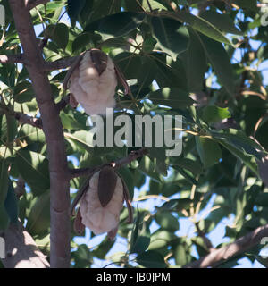 Baum Baumwollsamen im Laub Stockfoto