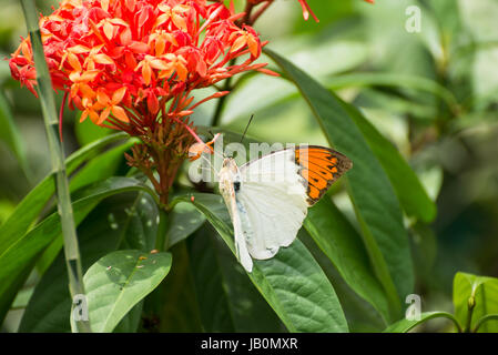 Weiß und orange Schmetterling auf Ixora Blumen Stockfoto