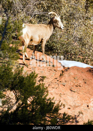 Wilde Tiere Alpine Mountain Goat Sentry Band Flanke Wald schützen Stockfoto