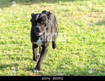 Eine junge, schöne schwarze und weiße mittelgroße Cane Corso-Hund mit kupierten Ohren laufen auf dem Rasen. Die italienische Dogge ist ein kräftig gebaut Tier mit großer Intelligenz und eine Bereitschaft zu gefallen. Stockfoto