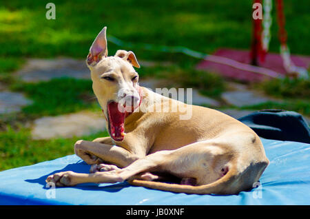 Eine kleine beige - braunen italienischen Greyhound-Hund liegend Gähnen. Graue Hunde sind sehr dünn und haben eine schlanke Struktur, wodurch sie sehr zerbrechlich aussehen. Stockfoto