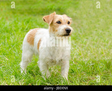 Eine kleine weiße und tan rau beschichteten Jack Russell Terrier Hund stehend auf dem Rasen, auf der Suche sehr zufrieden. Es ist bekannt für zuversichtlich, sehr intelligent und treu, und Blick auf das Leben als ein großes Abenteuer. Stockfoto