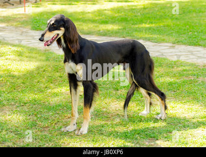 Ein seitlicher Blick auf eine gesunde schöne Melierung, schwarz und Tan, Saluki stehend auf dem Rasen suchen glücklich und fröhlich. Persische Windhund Hunde sind Rank und schlank mit langen, schmalen Kopf. Stockfoto