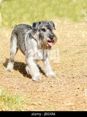 Ein Junge mit Salz und Pfeffer grau Standard Schnauzer Hund stehend auf dem Rasen, auf der Suche nach sehr zufrieden. Es ist bekannt für sein eine intelligente, liebevolle und glücklichen Hund und charakteristisch für seinen Bart und langen, gefiederten Augenbrauen Stockfoto