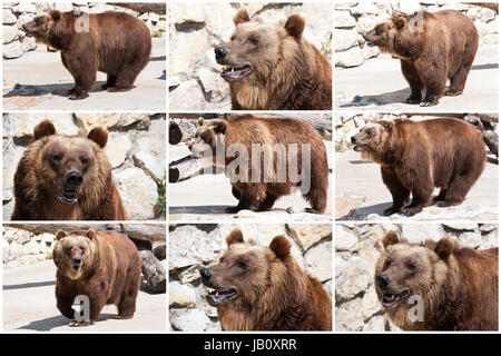 Schönes Foto von großen und starken Braunbär im zoo Stockfoto