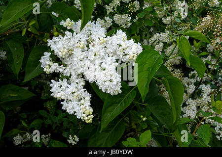 Flieder (Syringa vulgaris) in voller Blüte im April (pflanzliche Suzanne's Garden, Le Pas, Mayenne, Frankreich). Stockfoto