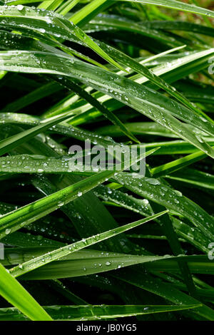 Hemerocallis Blatt mit Tropfen in einem Garten im Mai (Suzanne Gemüsegarten, Le Pas, Mayenne, Frankreich). Stockfoto