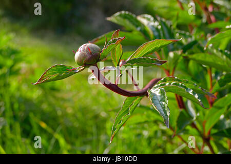 Pfingstrose (Paeonia Officinalis) Blume im Keim zu ersticken (Suzanne Gemüsegarten, Le Pas, Mayenne, Land der Loire, Frankreich). Stockfoto