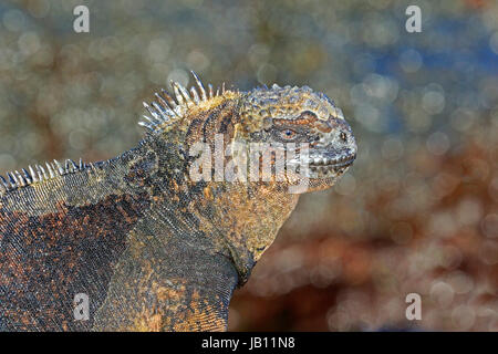 Kopfschuss von Marine Iguana auf Santiago Insel der Galapagos Inseln. Stockfoto