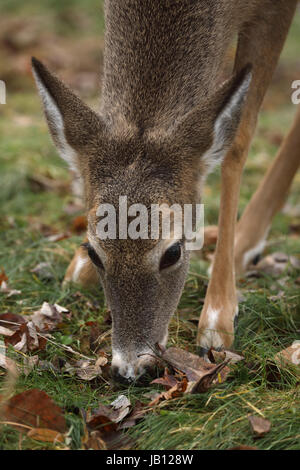 Weiß - angebundene Rotwild, Doe, (Odocoileus Virginianus), New York Stockfoto