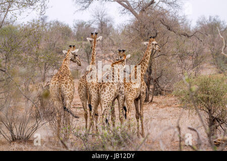 Giraffe im Krüger-Nationalpark, Südafrika; Specie Giraffa Plancius Familie Giraffidae Stockfoto