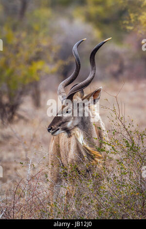 Große Kudu im Krüger-Nationalpark, Südafrika; Specie Tragelaphus Strepsiceros Familie der Horntiere Stockfoto