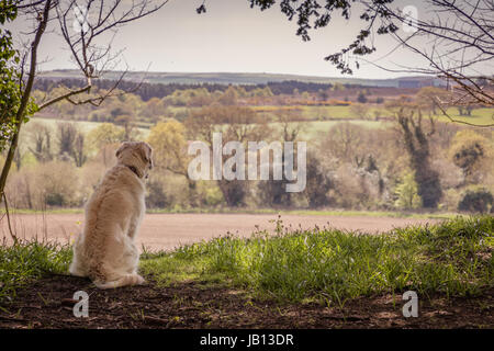 glücklich golden Retriever Hund genießen der Aussicht in countrysi Stockfoto