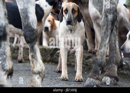 Fuchs-Jagd-Hunde vorbereiten für die Jagd. Stockfoto