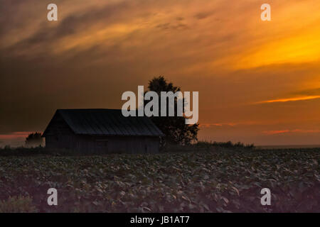 Eine late-Night-Sonnenuntergang auf einem Kartoffelfeld im Norden Finnlands. Die untergehende Sonne malt den Himmel golden. Stockfoto