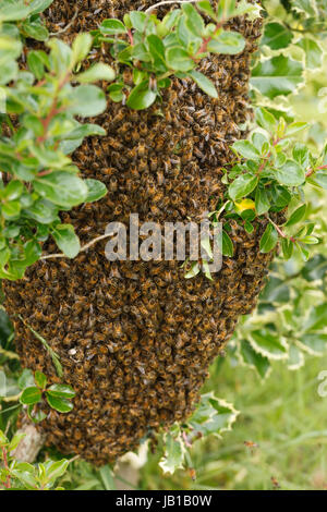 Ein wilder Bienenschwarm auf einem Busch in einem Garten Stockfoto