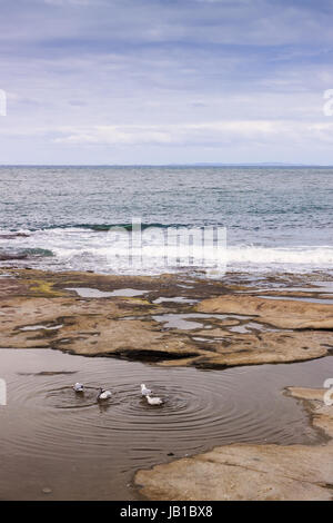 Möwen sind versucht, etwas zu Essen in einer Pfütze bei Ebbe in Caloundra, Queensland, Australien zu finden. Stockfoto