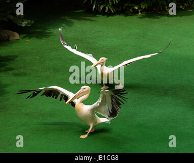 Zwei Pelikane ihren Flügeln und gehen gegen einen hellen grünen Hintergrund Stockfoto