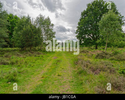 Dunkle Wolken über einem von Bäumen gesäumten Wiese. Stockfoto