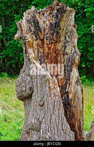 In einem zerfallenden alten Baumstumpf zeigt die geschwärzten faulenden Hölzer. Stockfoto