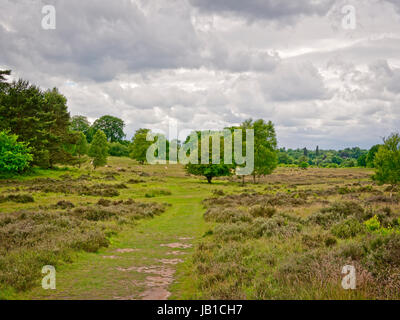 Regenwolken sammeln über Bäumen gesäumten Moor mit Kühen in der Ferne. Stockfoto