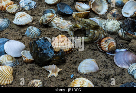 Krabben auf dem schmutzigen Sand Hintergrund mit Muscheln, Muscheln und Garnelen Stockfoto