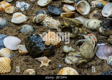 Krabben auf dem schmutzigen Sand Hintergrund mit Muscheln, Muscheln und Garnelen Stockfoto