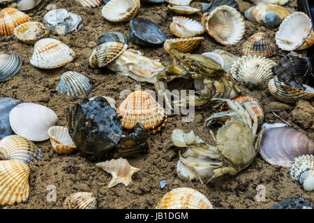 Krabben auf dem schmutzigen Sand Hintergrund mit Muscheln, Muscheln und Garnelen Stockfoto