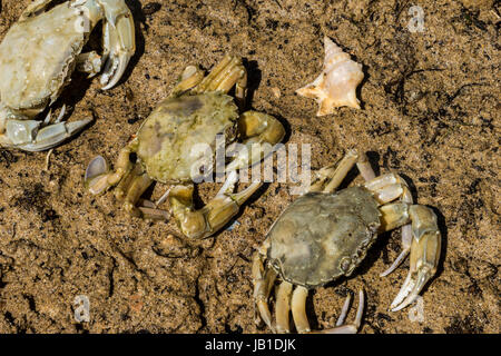 Krabben auf dem schmutzigen Sand Hintergrund mit Muscheln, Muscheln und Garnelen Stockfoto