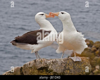 Black-Browed Albatrosse ((thalassarche melanophrys), West Point Island, Falkland Stockfoto