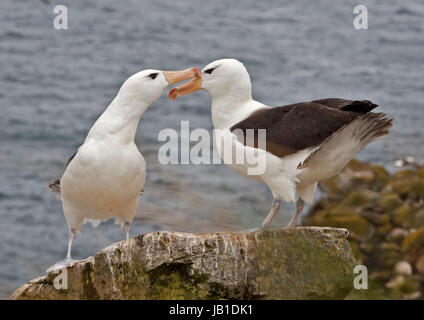 Black-Browed Albatrosse ((thalassarche melanophrys), West Point Island, Falkland Stockfoto