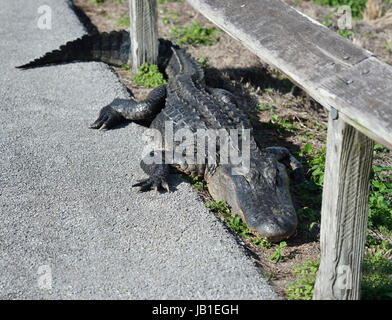 Amerikanischer Alligator ruht in der Nähe von Straße Stockfoto