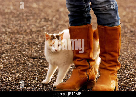 Eine Katze neben einer Frau die Füße Stockfoto