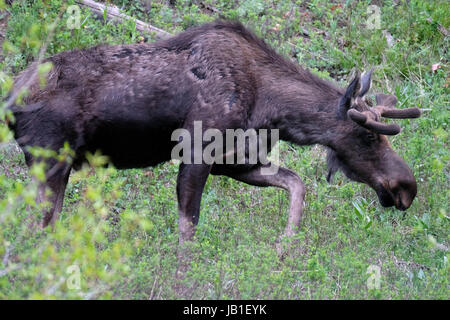 Elch (Alces Alces) im Frühsommer, Yellowstone-Nationalpark, Wyoming, USA Stockfoto