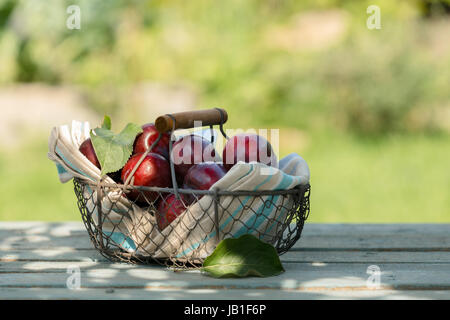 Frische rote Äpfel, eingebettet in ein Tuch Futter einen Drahtkorb auf einem Tisch im Schatten eines Baumes im Sommergarten Stockfoto