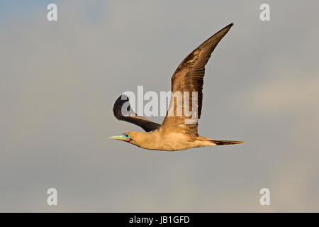 Red-footed Sprengfallen im Flug auf Genovesa Insel der Galapagos Inseln. Stockfoto