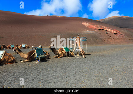 Kamele im Timanfaya Nationalpark auf Lanzarote. Stockfoto