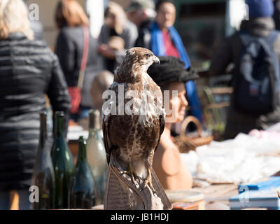 Eine gefüllte Raubvogel für Verkauf in Sunbury Antiquitätenmarkt und Fair in Kempton Park in der Nähe von London England Stockfoto