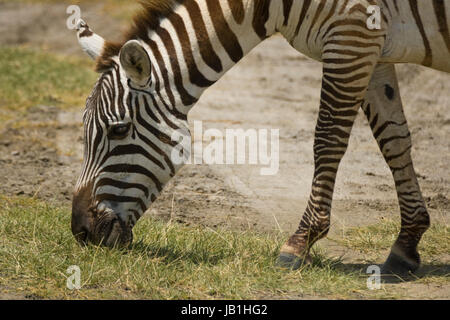 Zebra-Lake-Nakuru-Nationalpark Kenia in Ostafrika. Zebras sind am besten bekannt für ihre charakteristischen weißen und schwarzen Streifen, die in verschiedenen prasseln kommen Stockfoto